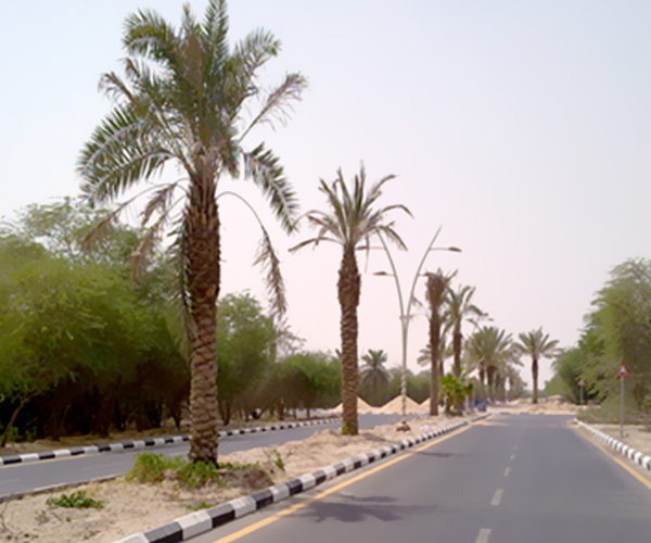 منتجع دانا باي